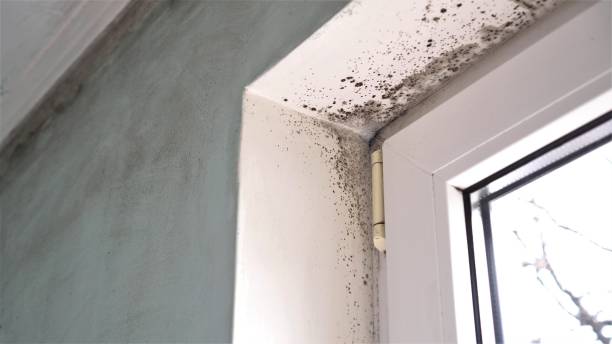 Best Mold Damage Restoration  in Chepachet, RI