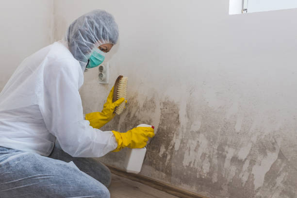 Best Comprehensive Air Testing for Mold Contaminants  in Chepachet, RI